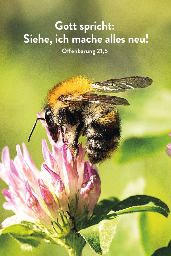 Taschenkalender zur Jahreslosung 